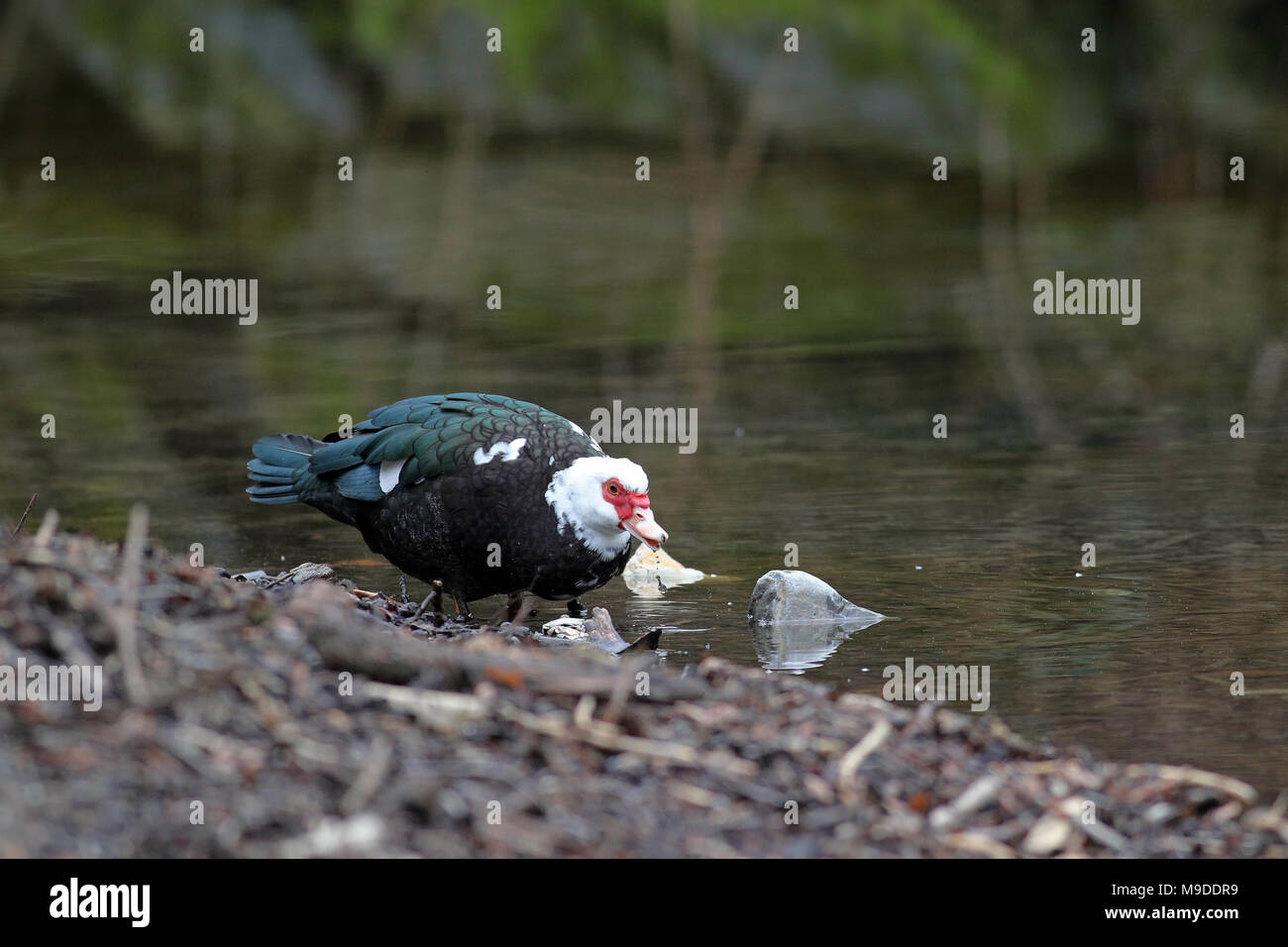 Domestic Muscovy Duck, Cairina moschata domestica, strolling by a pond Stock Photo