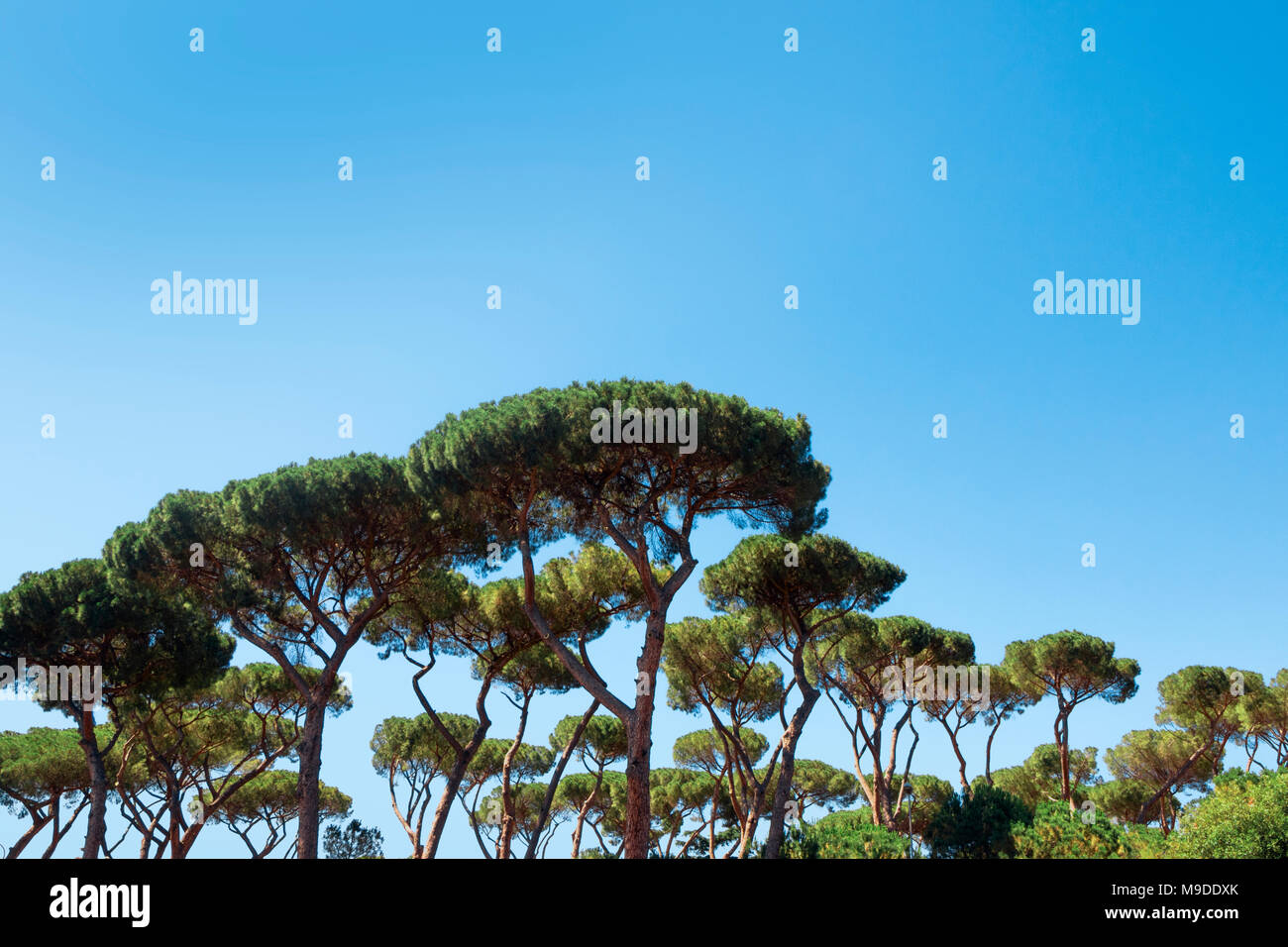 Majestically tall umbrella pine trees, Pinus pinea, in the Villa Borghese landscape gardens near Siena Square in Rome Stock Photo