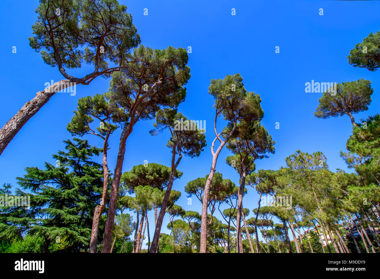 Majestically tall umbrella pine trees, Pinus pinea, in the Villa Borghese landscape gardens near Siena Square in Rome Stock Photo