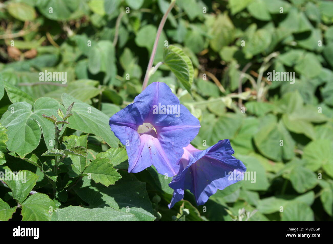 Wild blue flowers in the field Stock Photo - Alamy