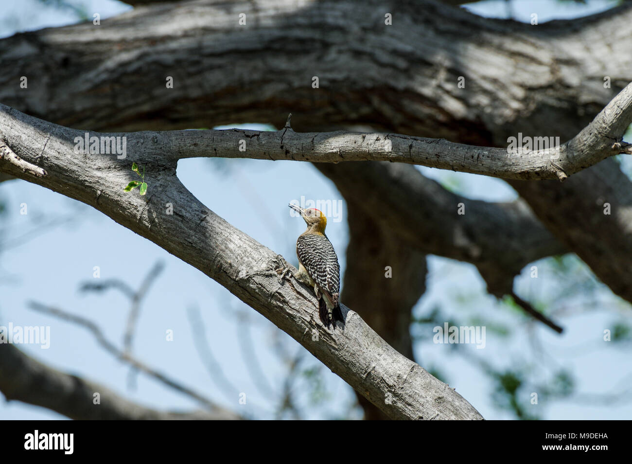 Hoffmann's woodpecker sitting on a branch in Laguna de Apoyo - Nicaragua, Central America Stock Photo