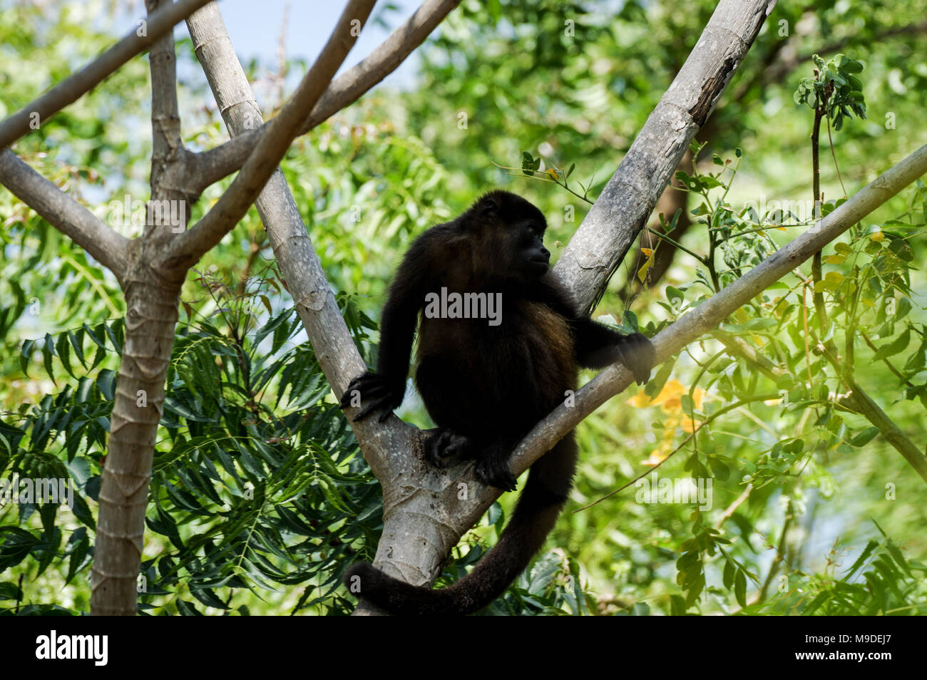 Howling monkey in Charco Verde nature reserve on Ometepe Island - Nicaragua, Central America Stock Photo