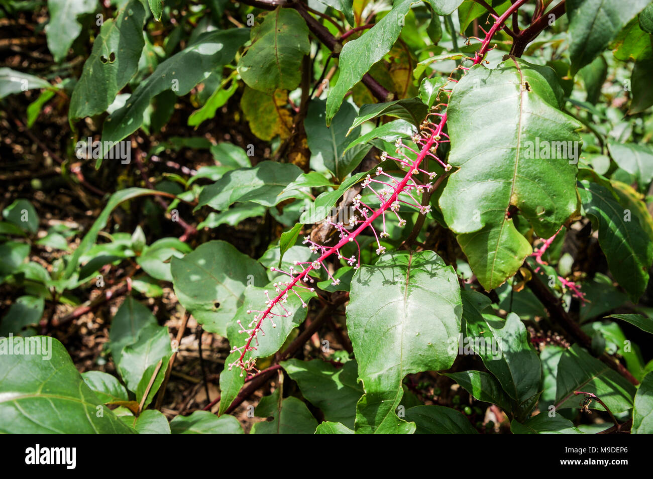Flowering phytolacca rivinoides in Volcan Mombacho National Park in Nicaragua Stock Photo