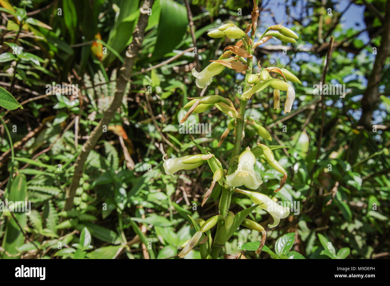 Vriesea pedicellata flower in Volcan ombacho National Park in Nicaragua Stock Photo