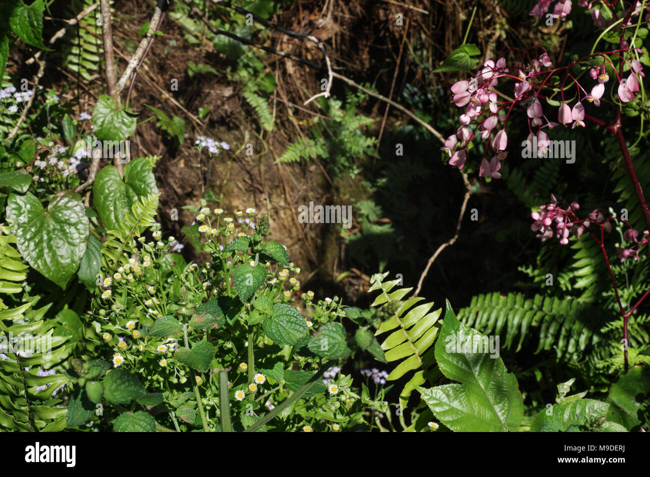 Wild begonias growing at the opening of a fumarole on top of Mombacho Volcano in Nicaragua Stock Photo