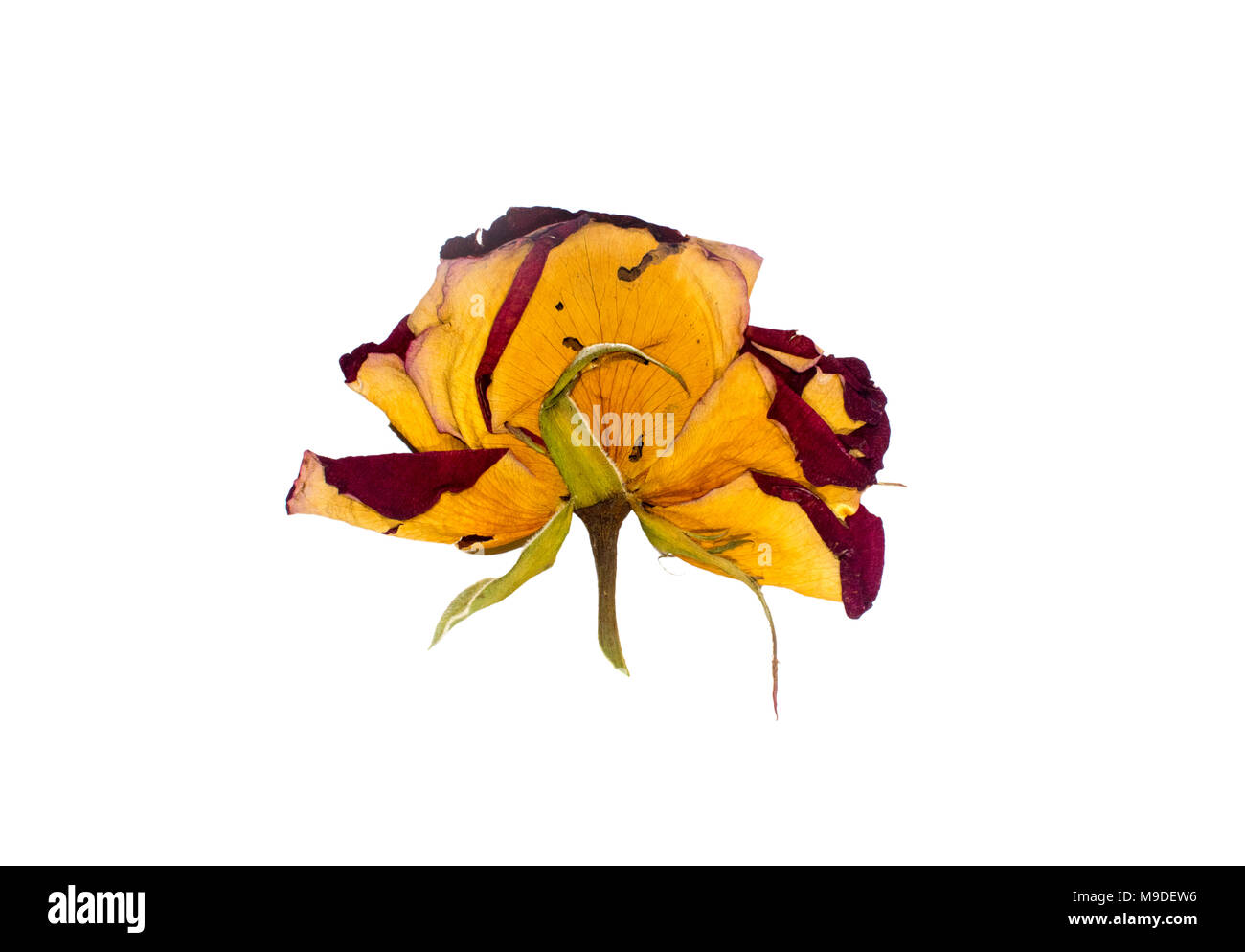 image of a dried rosebud on white background Stock Photo - Alamy