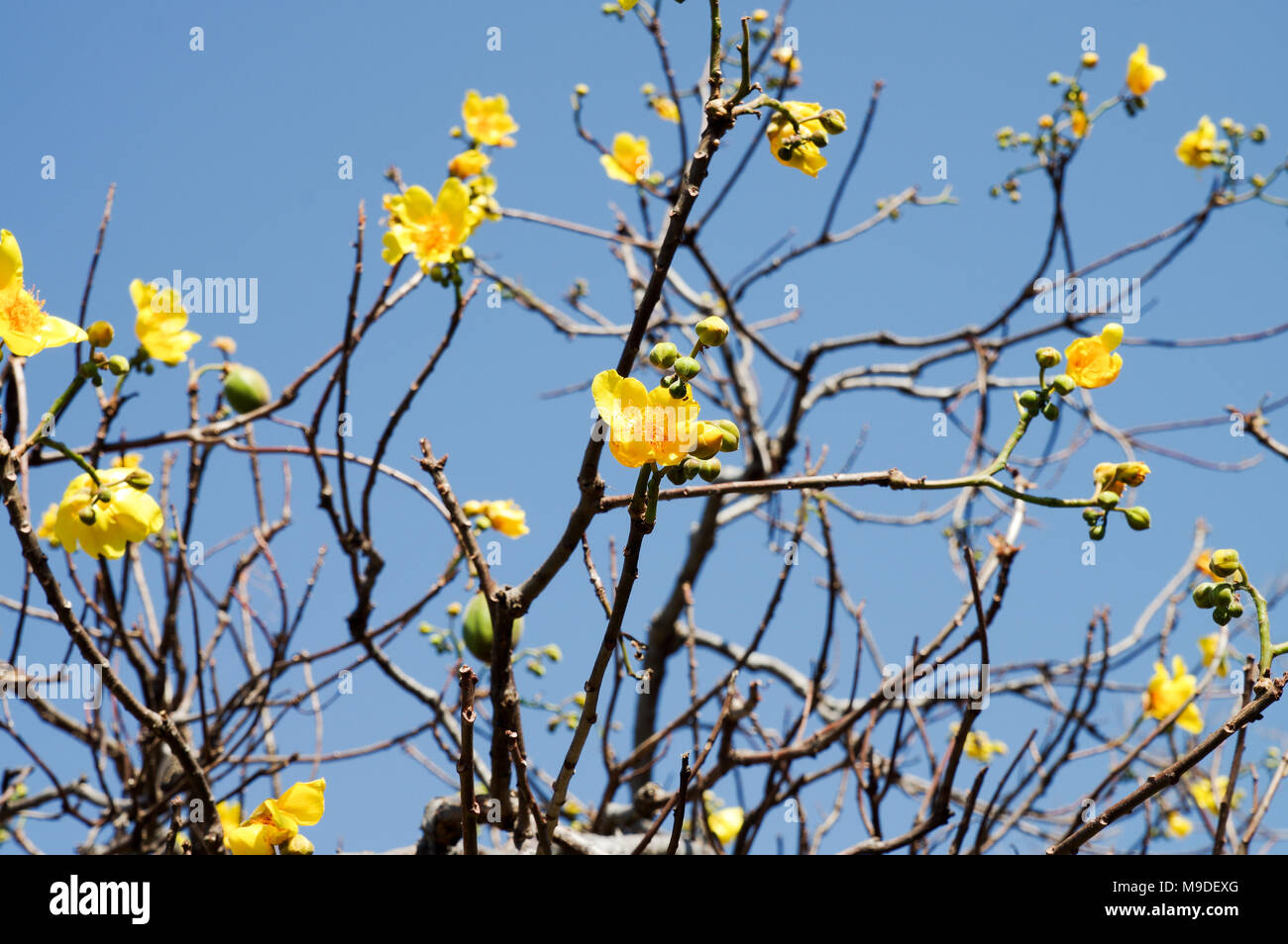 Flowering Cochlospermum vitifolium (buttercup tree) in western Nicaragua, Central America Stock Photo