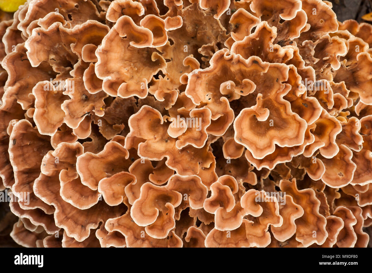 An example of a zoned rosette fungus Podoscypha multizona growing on oak tree roots on the forest floor, Hampshire England UK GB Stock Photo