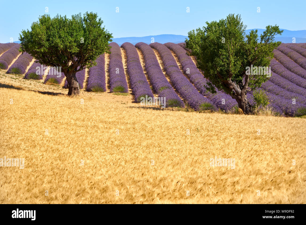 Wheat and lavender fields with olive trees in Valensole in summer. Alpes de Hautes Provence, PACA Region, French Alps, France Stock Photo