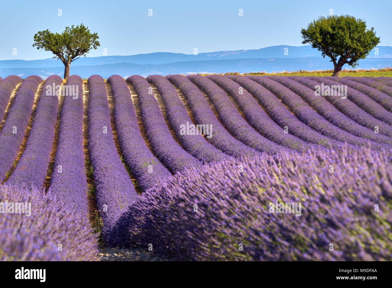 Lavender fields of Valensole with olive trees in Summer. Alpes de Haute Provence, PACA Region, France Stock Photo