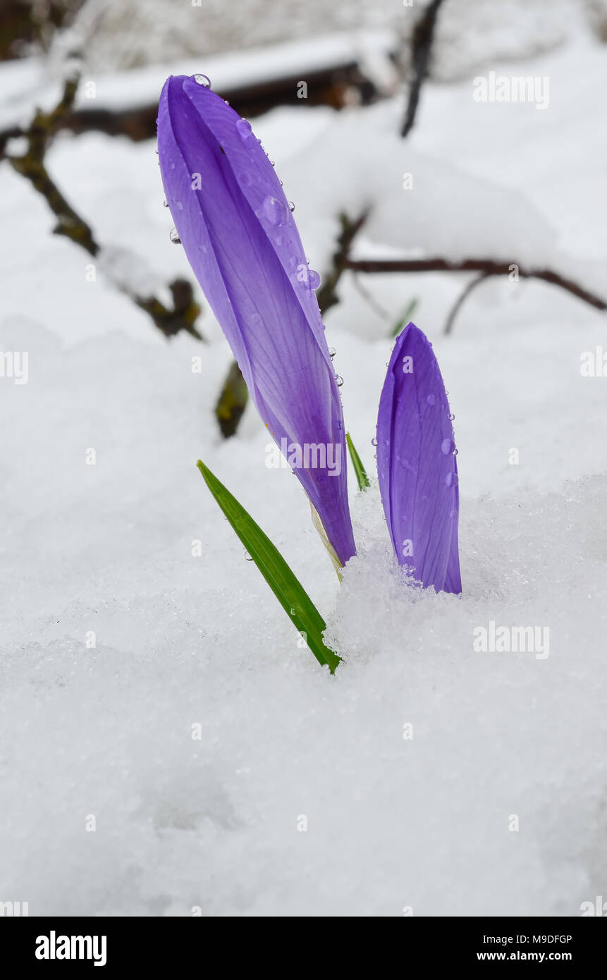 Two early spring Crocus biflorus flowers in melting snow, with some dew drops on closed petals Stock Photo