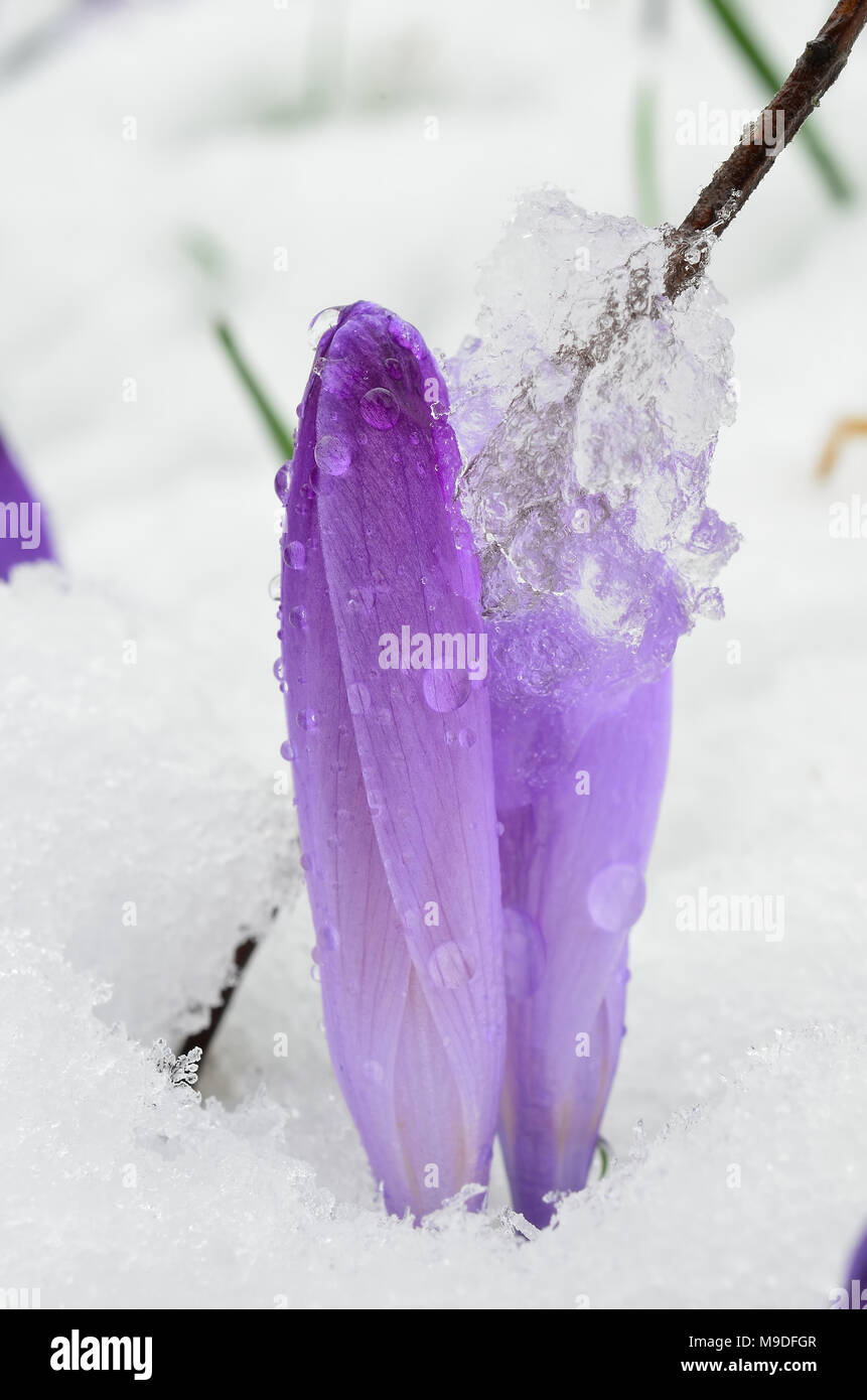 Early spring Crocus flower in late snow with piece of ice on petals Stock Photo