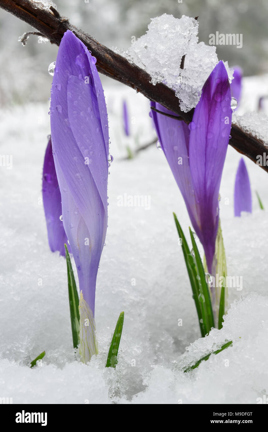 Pair of early spring Crocus flowers in late melting snow and frozen twig, close up view Stock Photo