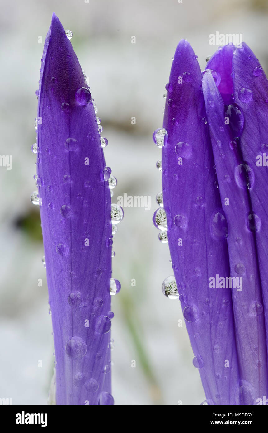 Crocus petals full of dew drops, close up view Stock Photo