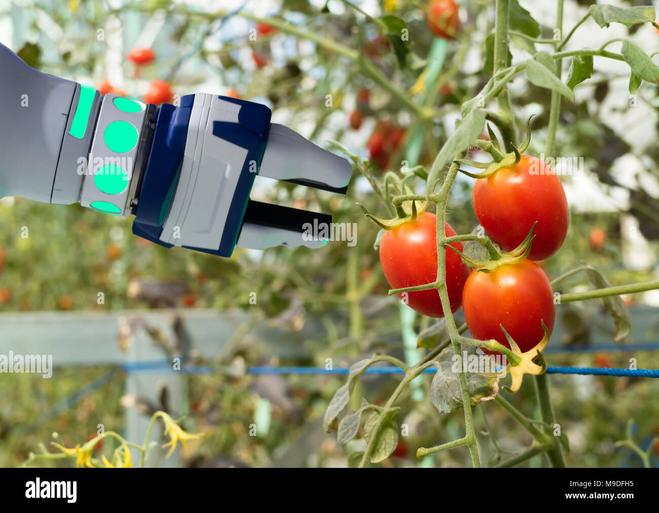 smart robotic in agriculture futuristic concept, robot farmers (automation) must be programmed to work in the vertical or indoor farm for increase eff Stock Photo