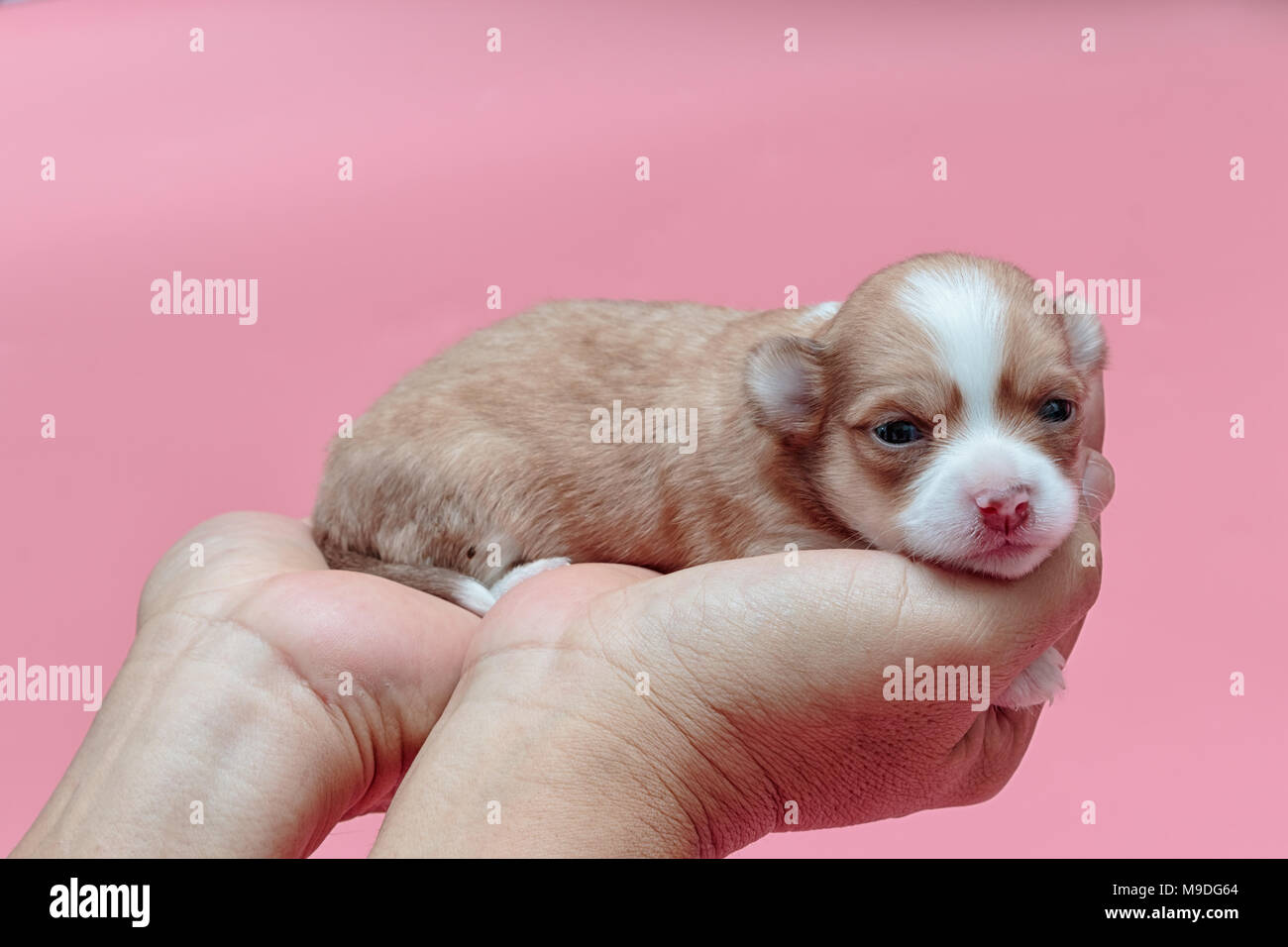 Newborn Puppy Chihuahua Sleeps On Man S Hand Stock Photo Alamy
