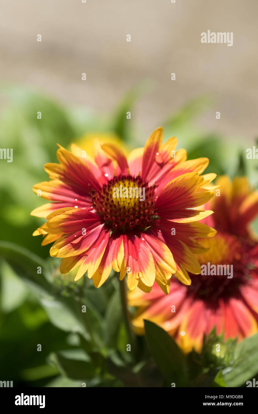 brightly-coloured-daisy-like-flowers-in-a-summer-garden-london
