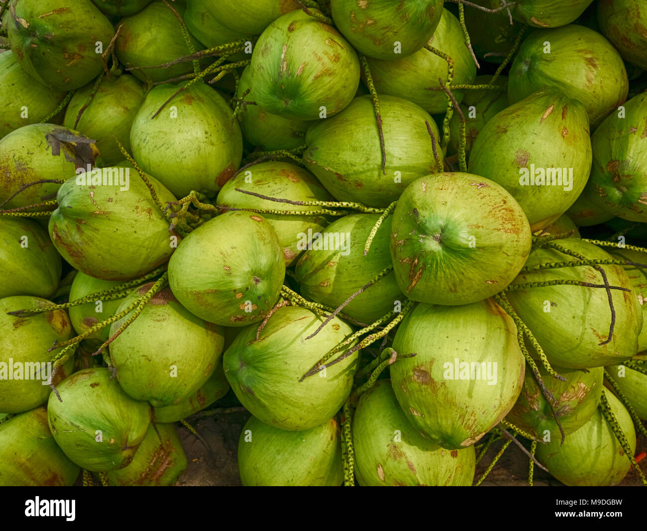 Green coconut fruit, texture and background coconut fruits Stock Photo
