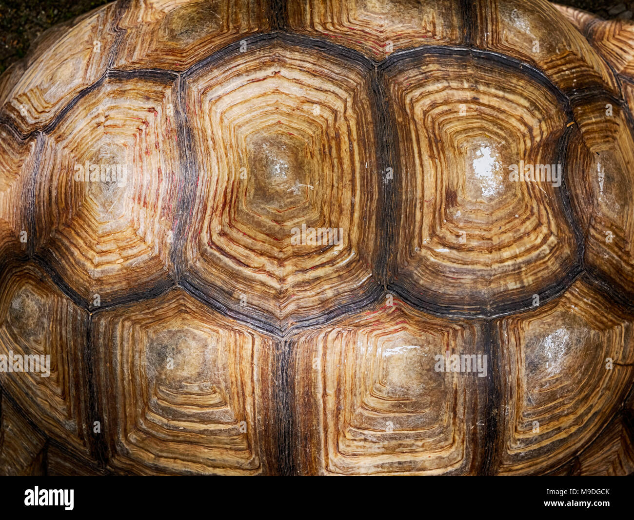 Turtle Shell Texture Drawing