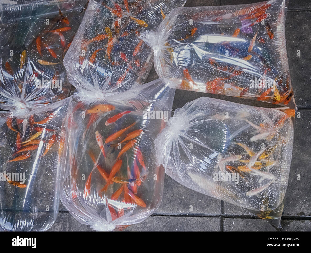 Sell aquarium fish hires stock photography and images Alamy