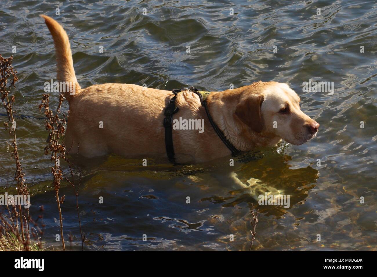 How To Cool Down A Labrador