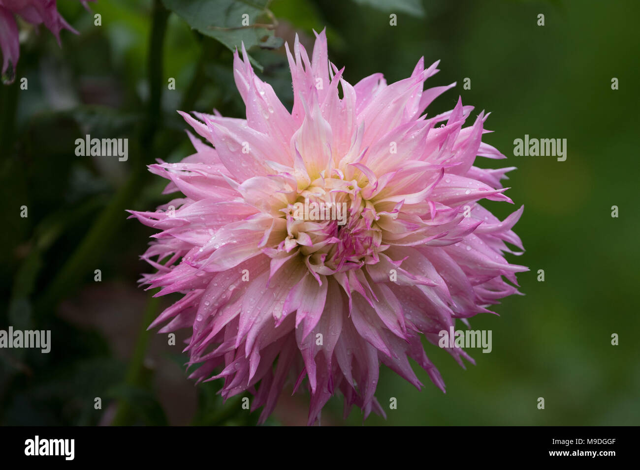 Single pink chrysanthemum bloom in an urban garden, London, England, United Kingdom, Europe Stock Photo