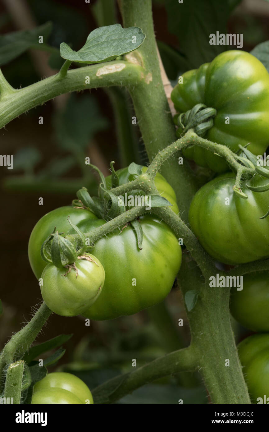 Beefsteak Tomato Plant Stock Photos & Beefsteak Tomato Plant Stock