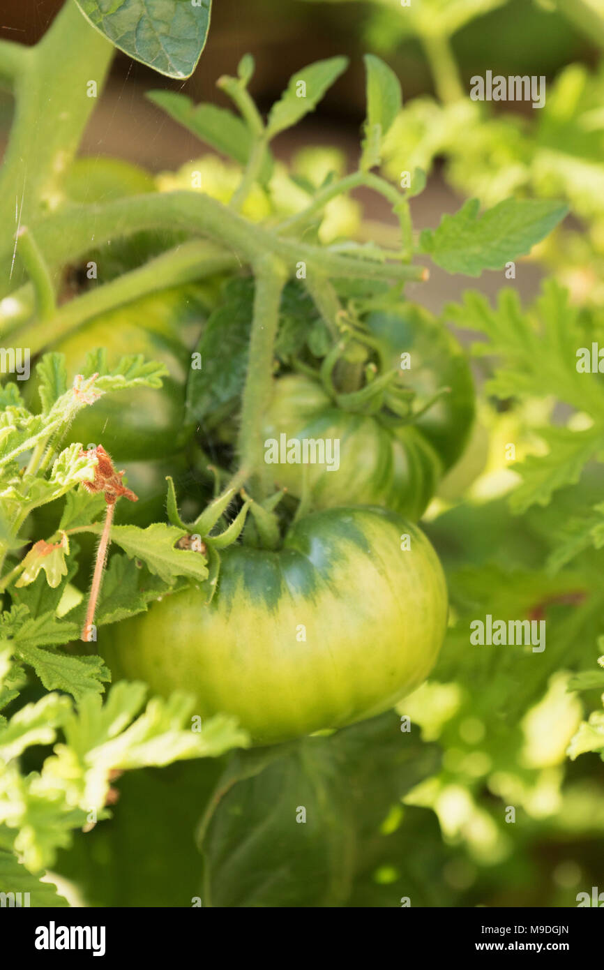 Green beefsteak tomatoes and leaves on vine growing naturally and non