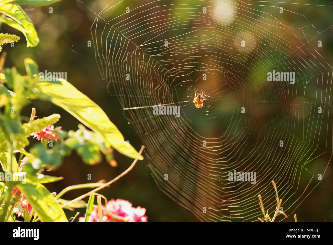 Caribbean callalon vegetable growing in an English garden with attached spider's web, London, United Kingdom,Europe Stock Photo