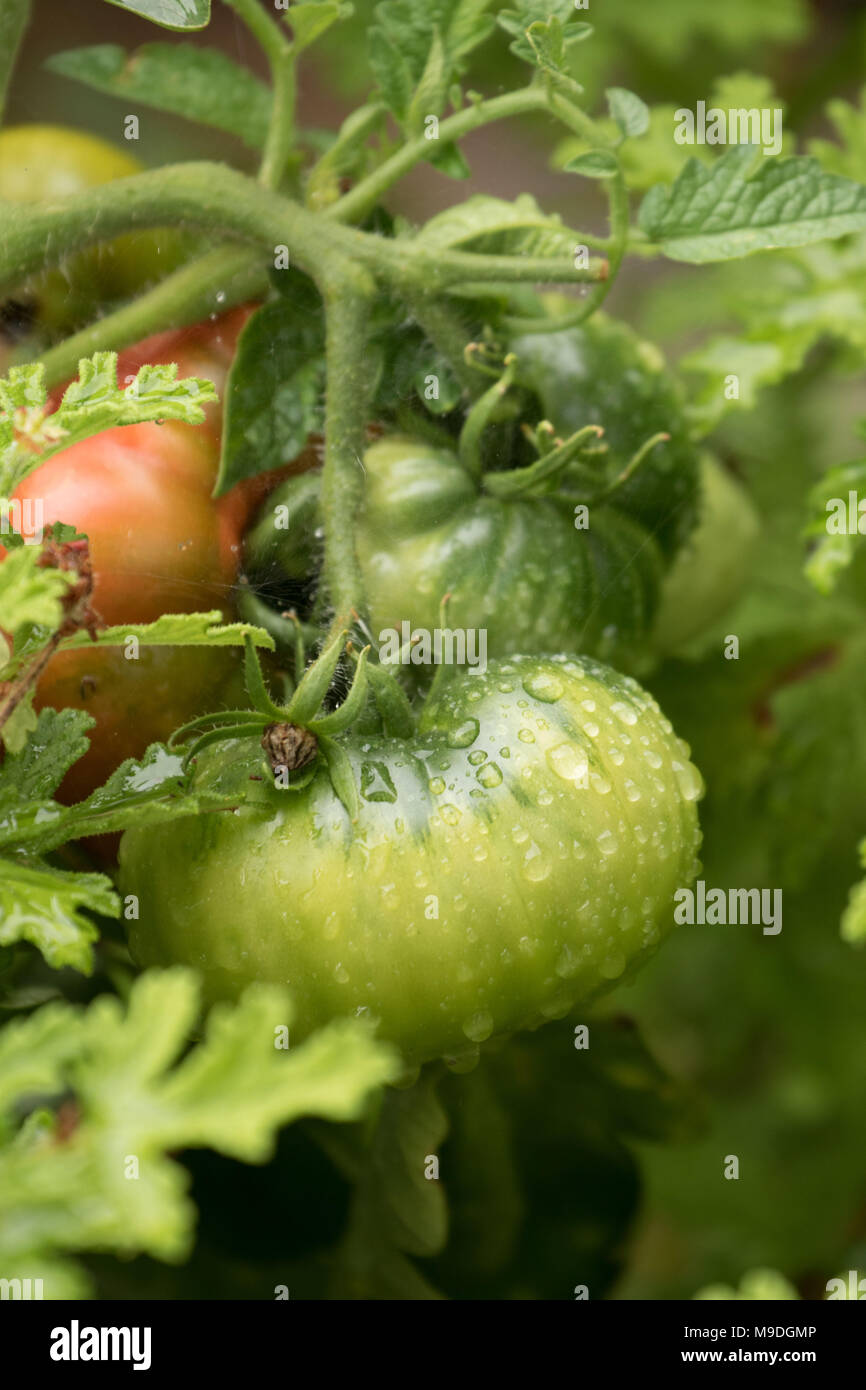 Green beefsteak tomatoes and leaves on vine growing naturally and non