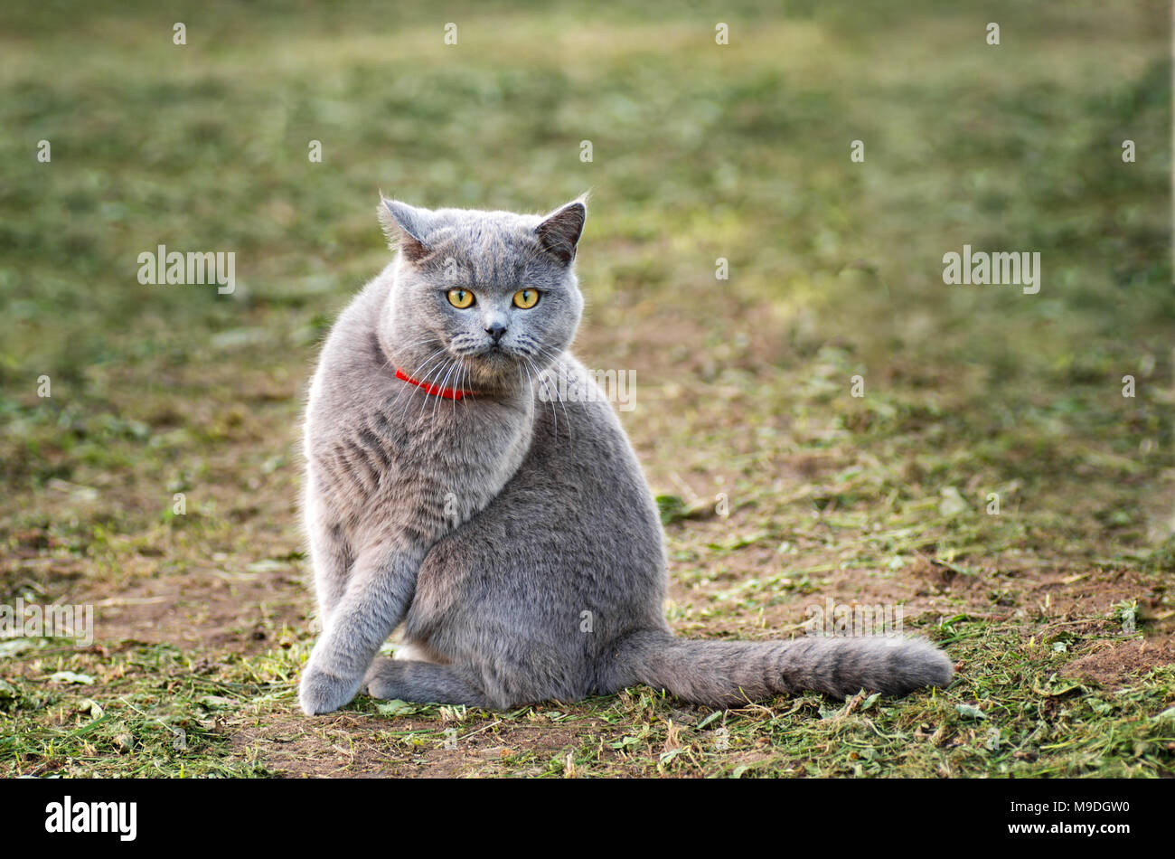 Cat Breed British Short Hair Is On Green Grass In Garden Portrait
