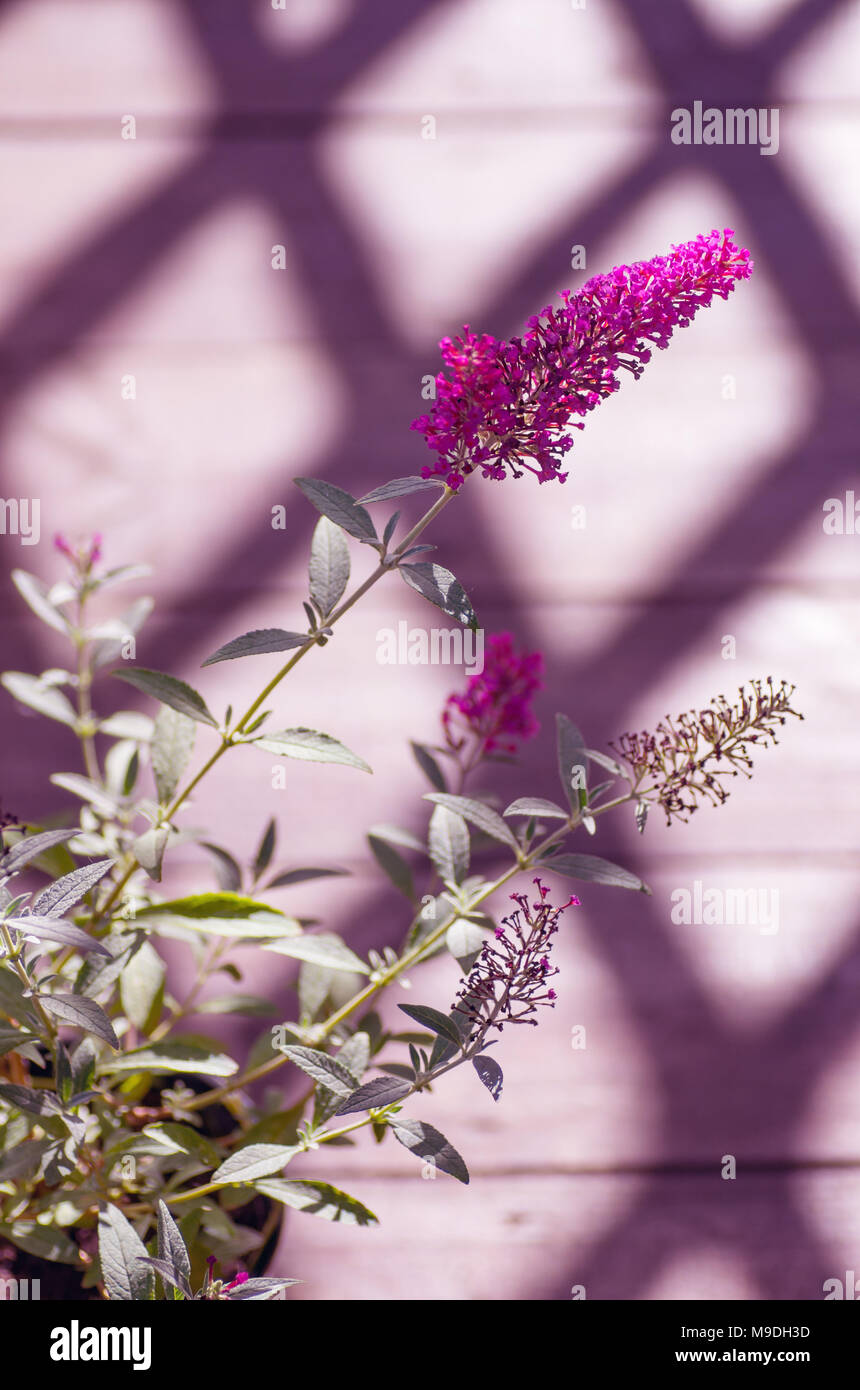 Beautiful flower. Toning. Buddleja davidii attracts the beautiful