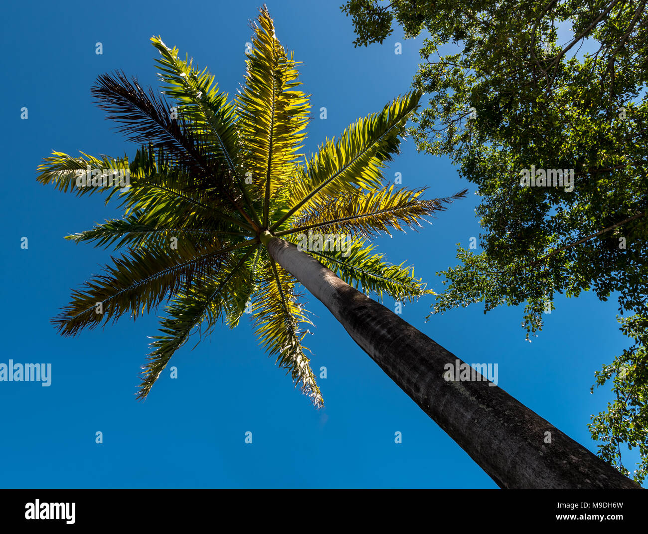 Palm Tree against deep blue sky in St. John's, Antigua Stock Photo