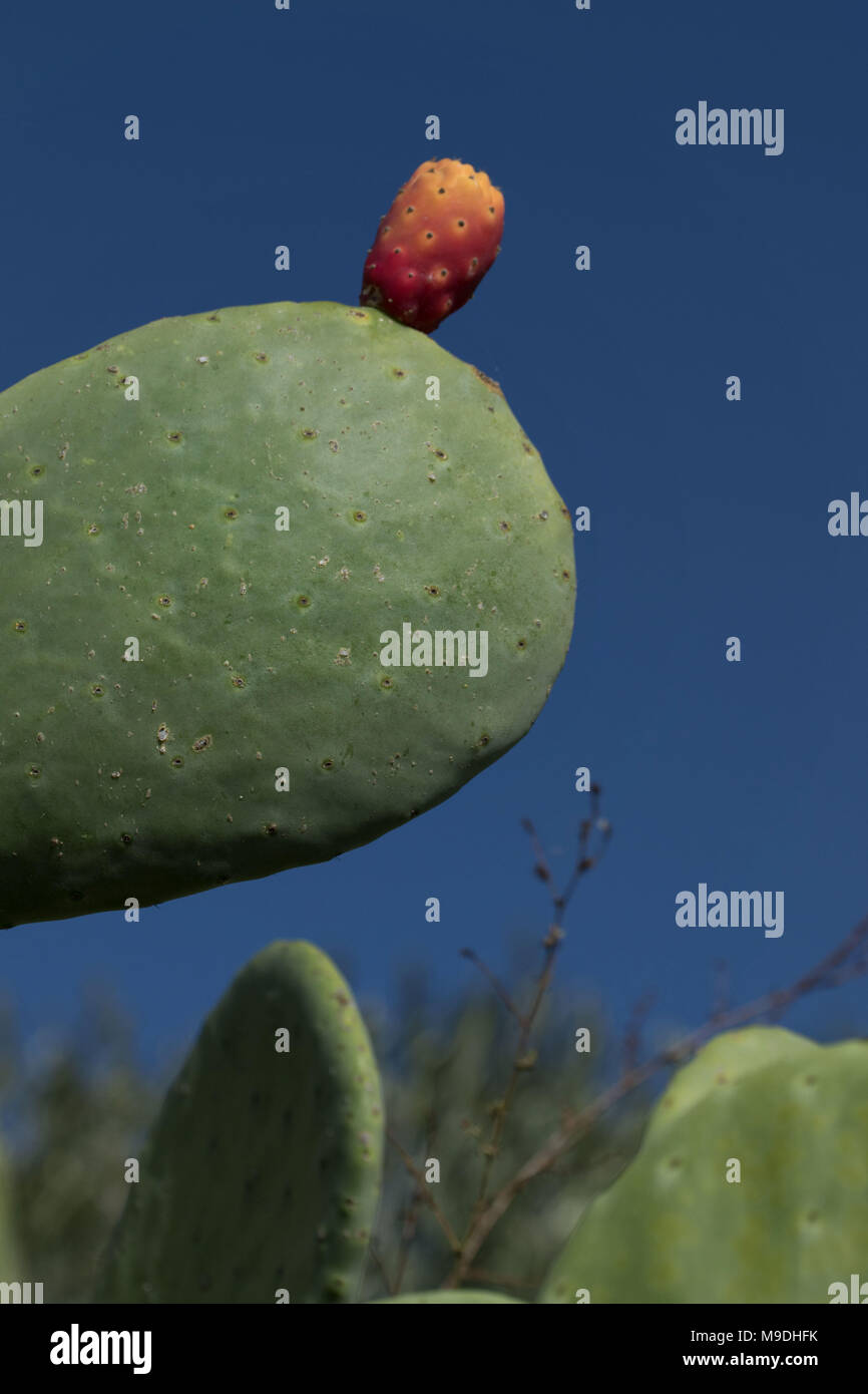 Prickly pear (Opuntia) cactus paddles and red fruit against a blue sky in Paphos district of cyprus, mediterranean, europe Stock Photo