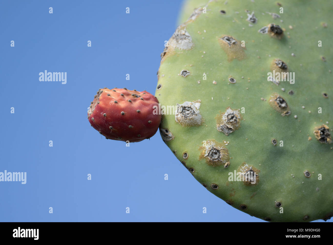 Prickly pear (Opuntia) cactus paddles and red fruit against a blue sky in Paphos district of cyprus, mediterranean, europe Stock Photo