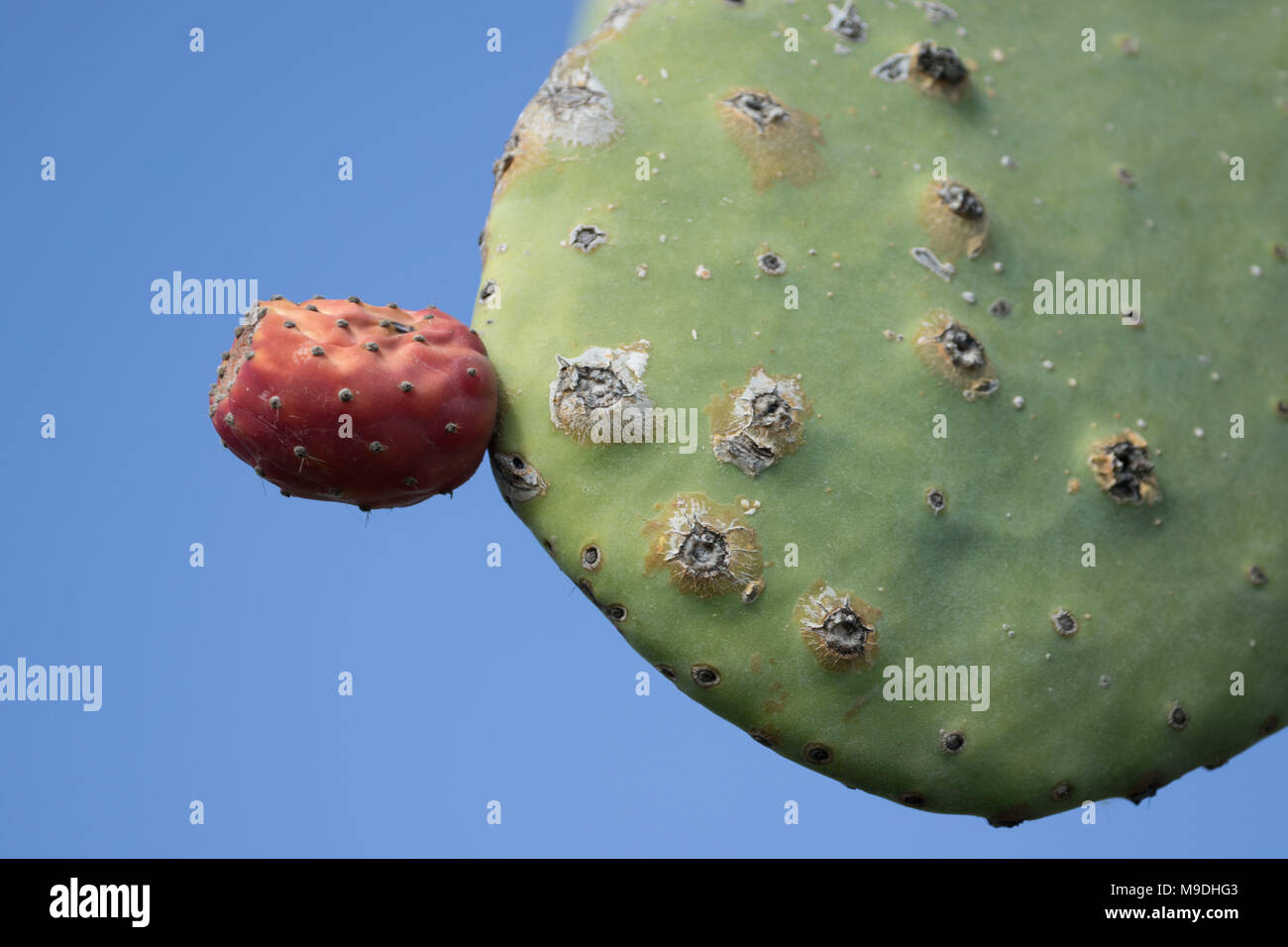 Prickly pear (Opuntia) cactus paddles and red fruit against a blue sky in Paphos district of cyprus, mediterranean, europe Stock Photo