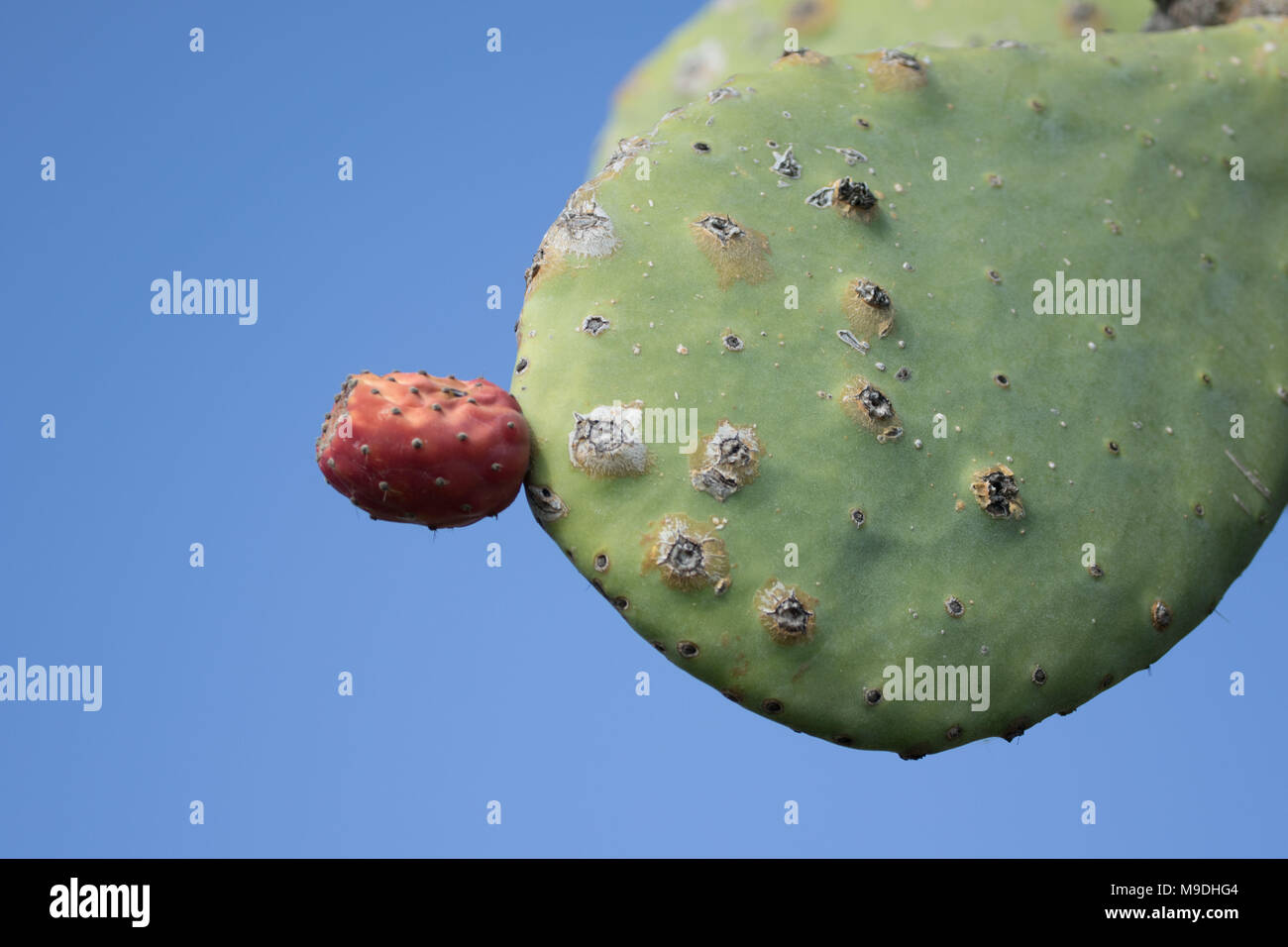 Prickly pear (Opuntia) cactus paddles and red fruit against a blue sky in Paphos district of cyprus, mediterranean, europe Stock Photo