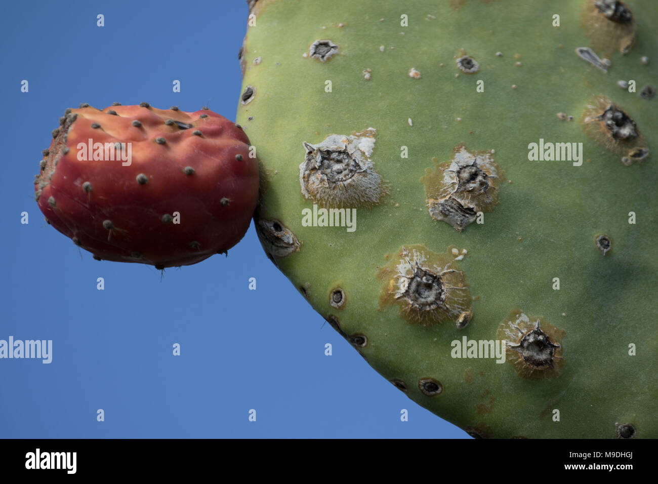 Prickly pear (Opuntia) cactus paddles and red fruit against a blue sky in Paphos district of cyprus, mediterranean, europe Stock Photo