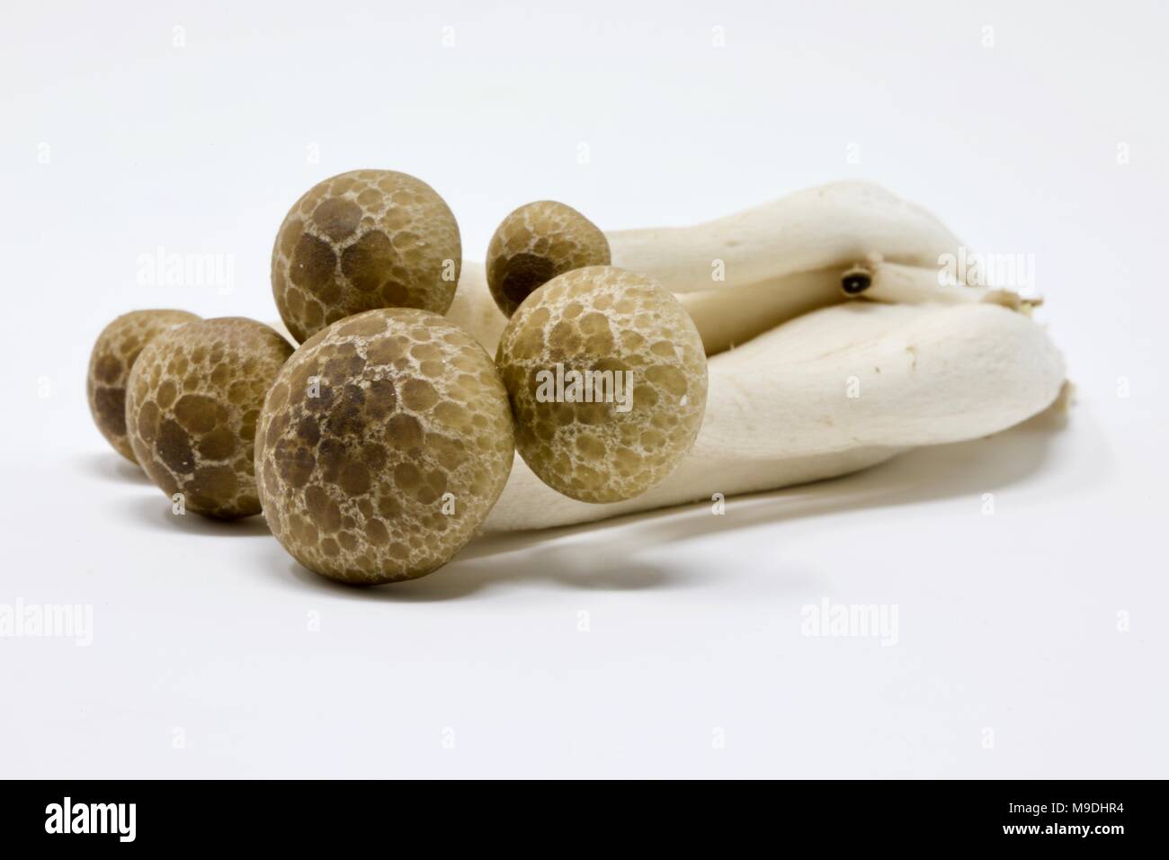 Asian brown beech mushrooms (Hypsizygus tessellatus) on a white background Stock Photo