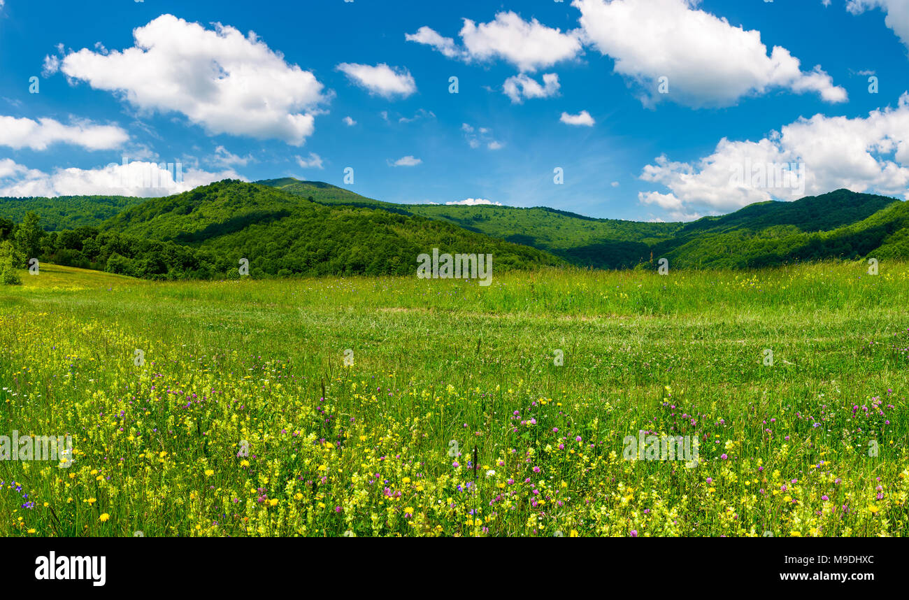 beautiful landscape with meadow in mountains. wild herbs on the ground and some clouds on a blue sky. gorgeous summer scenery Stock Photo