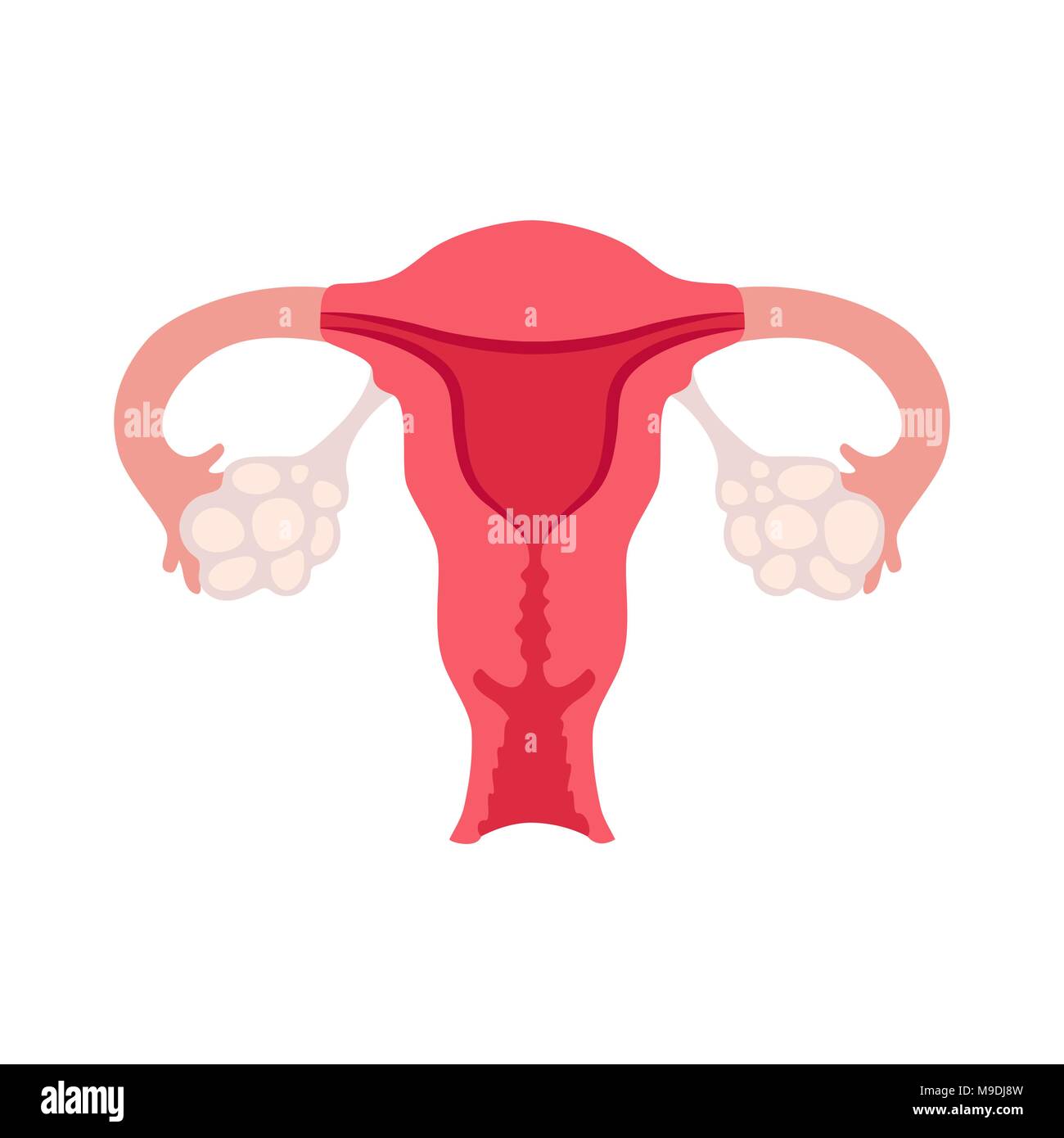 Vector illustration of female reproductive system Stock Vector