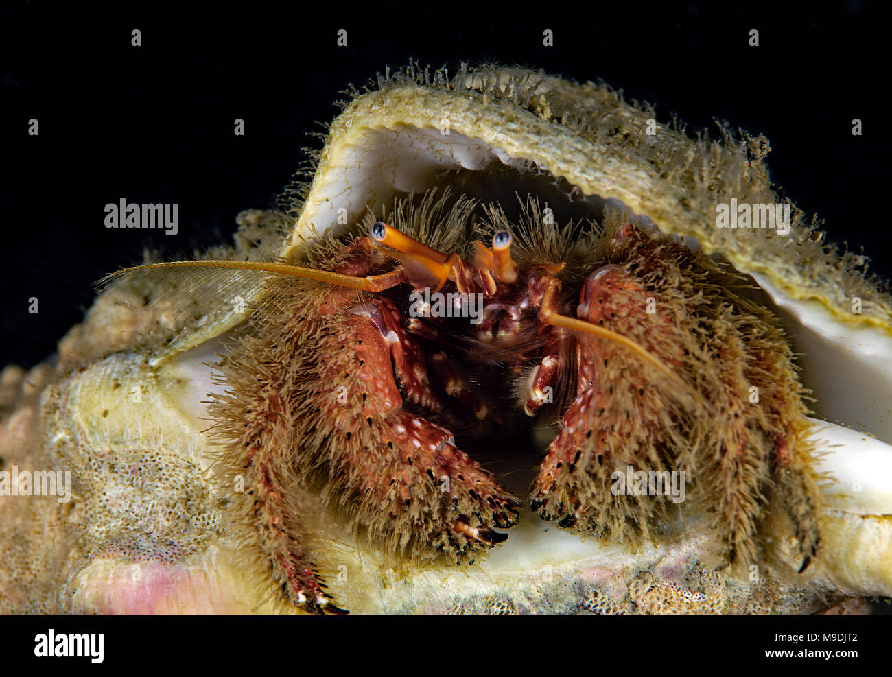 Paguristes ulreyi, Furry hermit crab Stock Photo