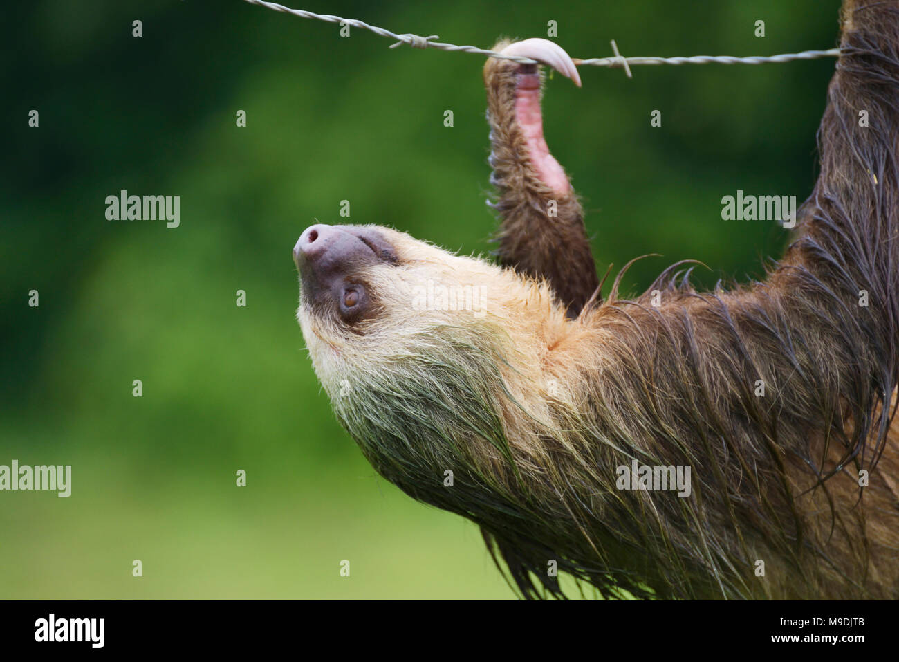 Hoffman's two-toed sloth, Choloepus hoffmanni, Tortuguero, Costa Rica Stock Photo