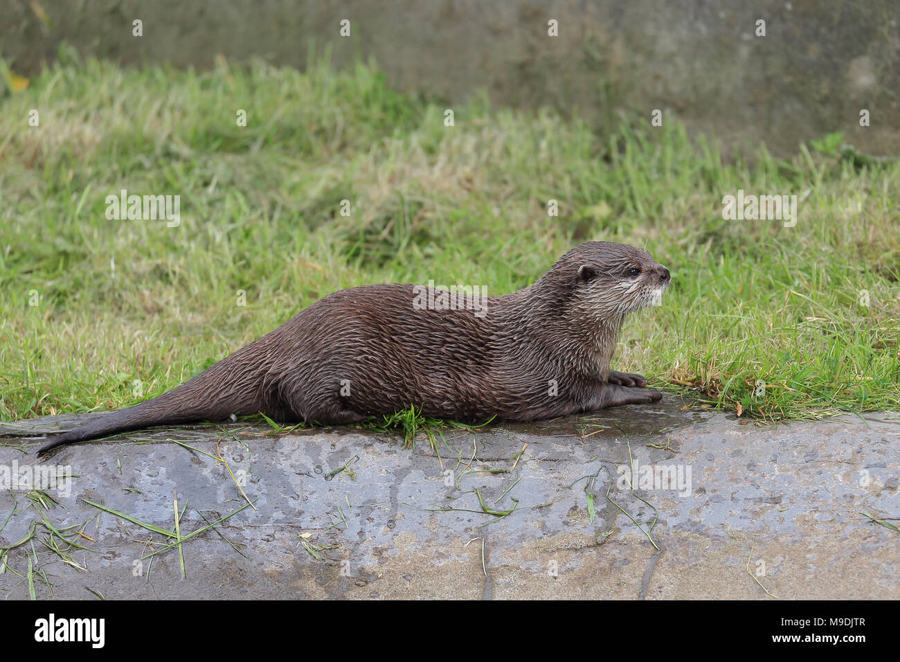 asian-short clawed otter resting in green grass Stock Photo