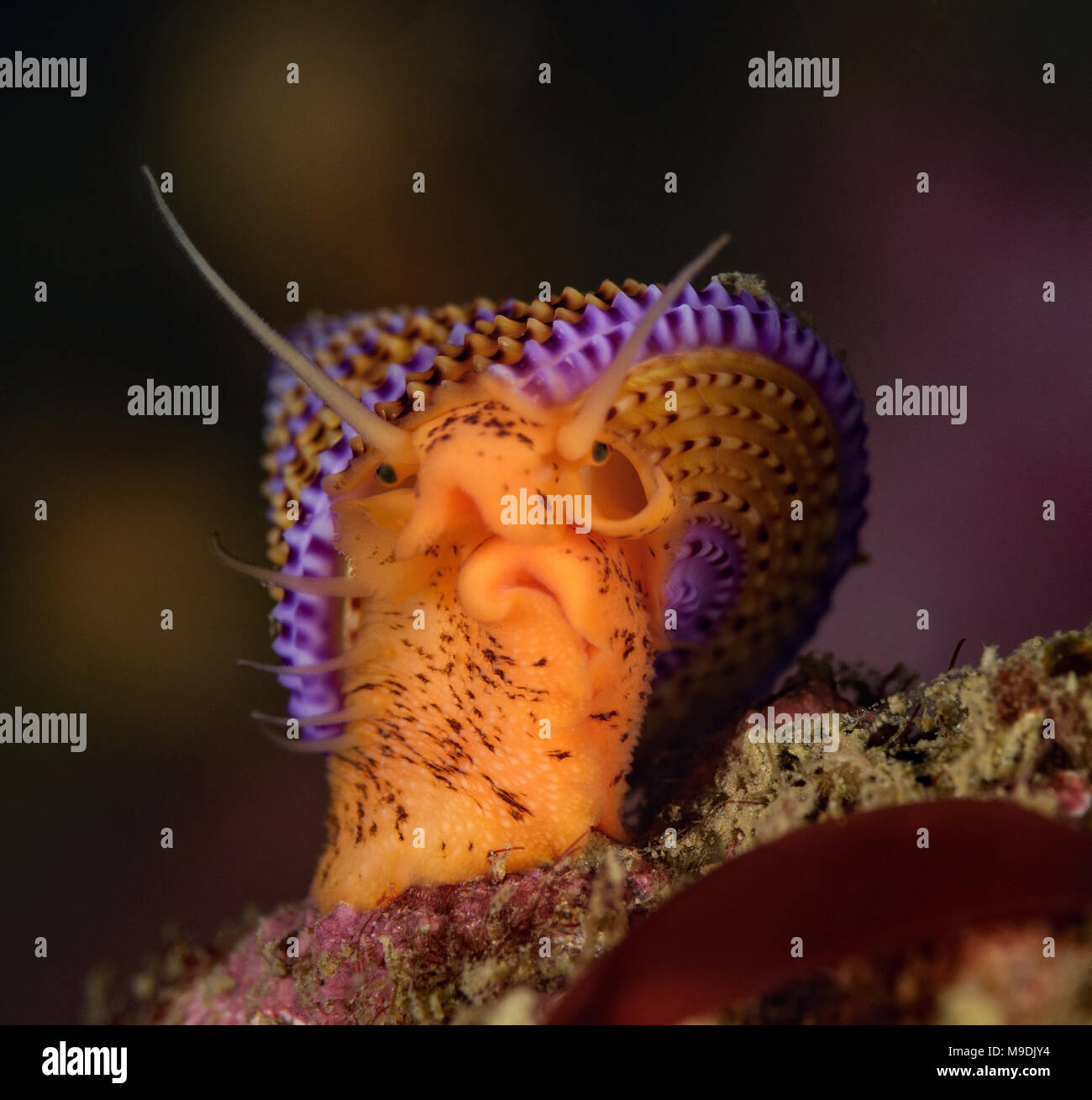 Calliostoma annulatum, Blue Ringtop Snail Stock Photo