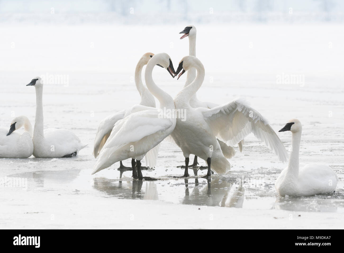 Trumpeter swans (Cygnus buccinator), territorial posturing, St. Croix River, WI, USA, mid January, by Dominique Braud/Dembinsky Photo Assoc Stock Photo