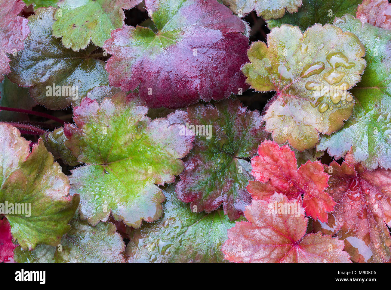 Coral bells and rain drops, E USA, by Dominique Braud/Dembinsky Photo Assoc Stock Photo
