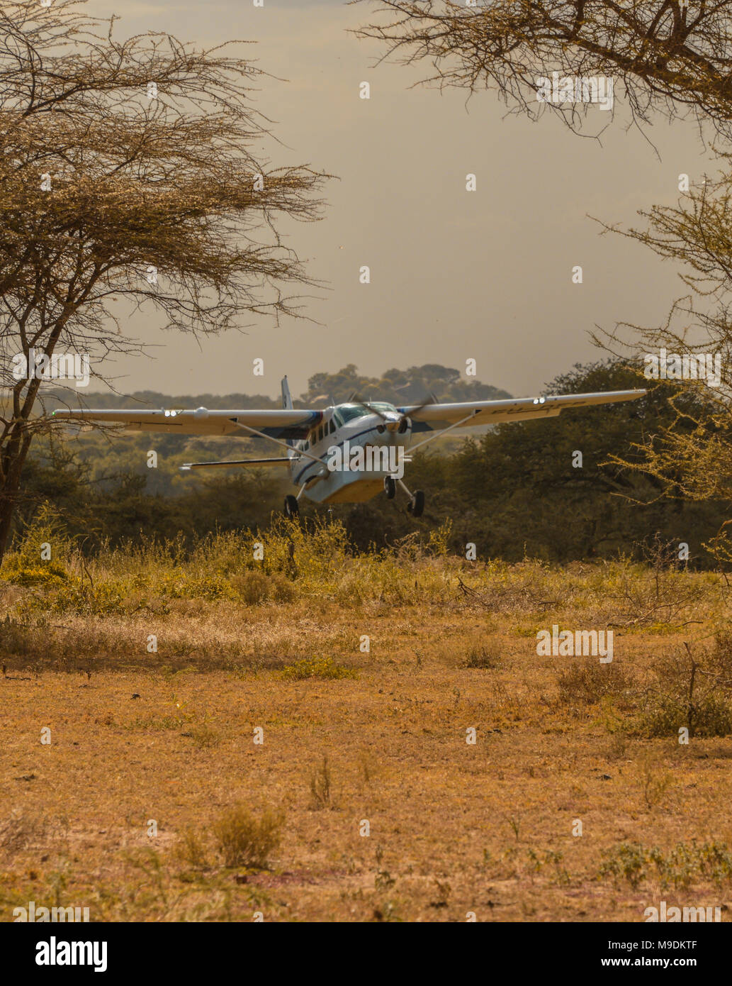 A Cessna 208 Caravan landing on a dirt airstrip in the Serengeti, Tanzania, Africa. Stock Photo