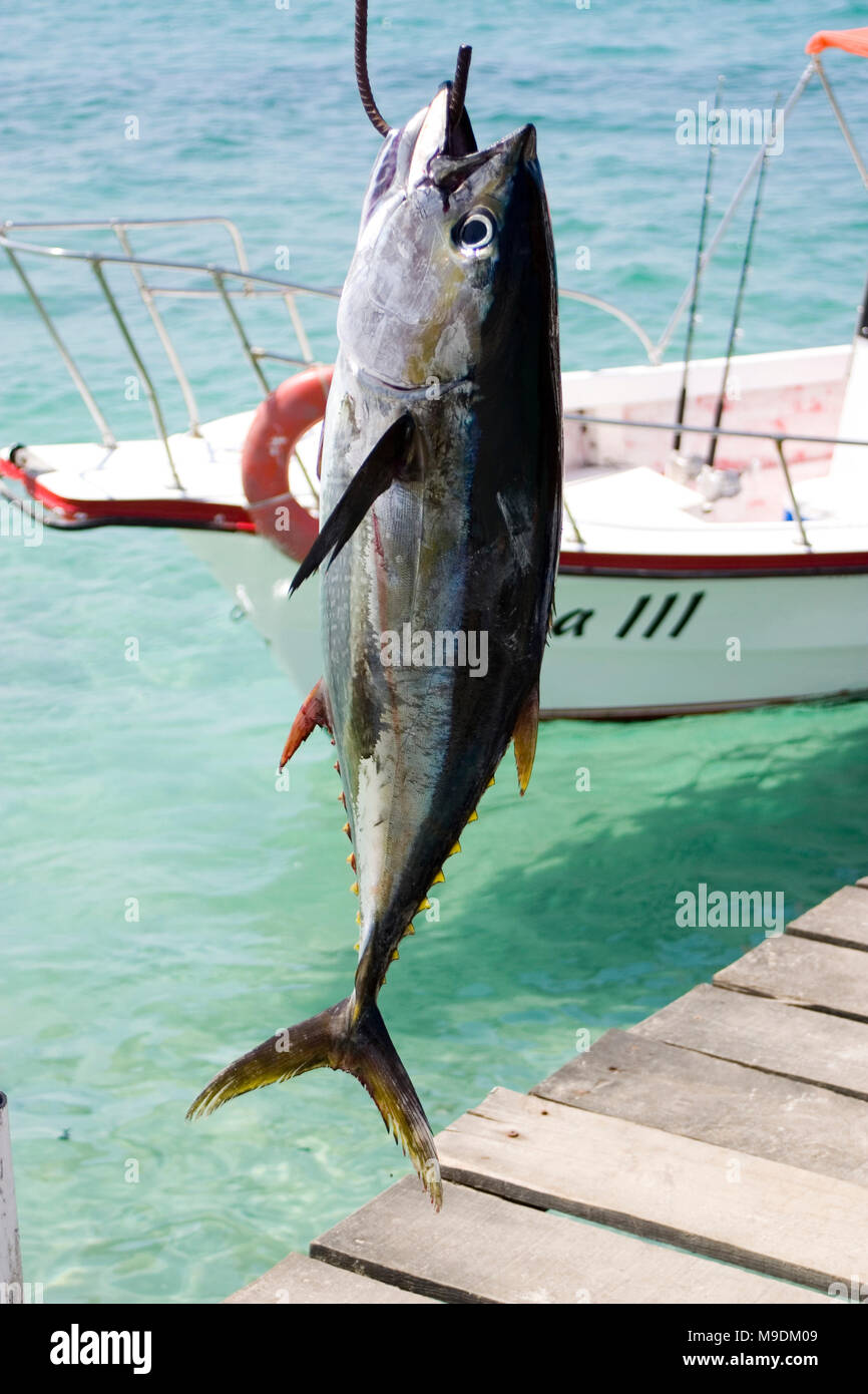 Tuna fish hanging from a hook Stock Photo Alamy