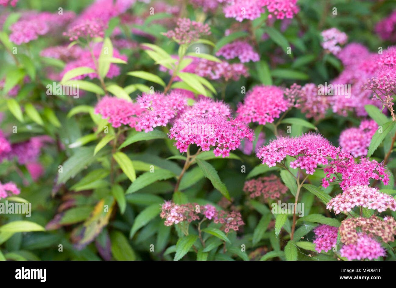 Spiraea japonica flowers. Stock Photo